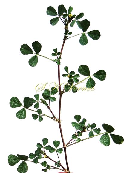  Branch with leaves (Adaxial view)
